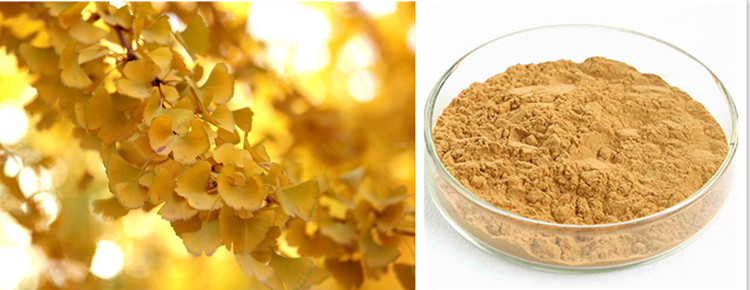 TOrganic Ginkgo Leaf.jpg